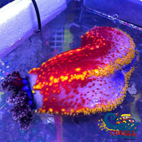 Bloody Red Sea Apple (Pseudocolochirus Axiologus) Cucumber Seacucumber