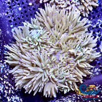 Purple Tip White Sebae Anemone (4-7) Sebaeanemone