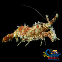 Marbled Monkey Shrimp (1-2) Shrimp