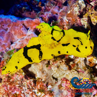 K Done Banana Sea Slug Slug