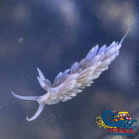 Berghia Nudibranch Slug