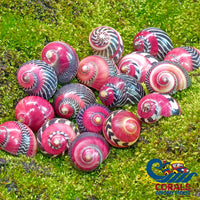Red Racer Nerite Snails (Pack Of 3) Snail