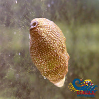 Cerith Snails (10 Pack) Snail