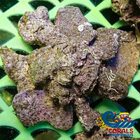 Review Carrier Snail (2-4) (Xenophora Conchyliophora) (S9) Snail