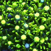 Metallic Green Center Star Polyps Coral