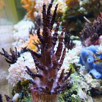 Black Christmas tree Medusa soft coral 3