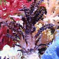 Black Christmas tree Medusa soft coral