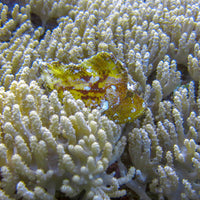 Paralemnalia Soft Coral Colony (2-4")