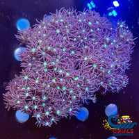 Purple Star Polyp (1 Frag) Softcoral