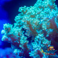 Green Kenya Tree Soft Coral Softcoral