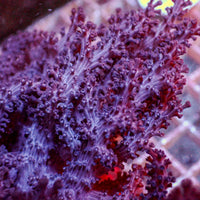 Blue Colt Soft Coral Colony - Corals Anonymous