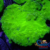 Neon Glowstick Cabbage Leather Soft Coral (2) Softcoral