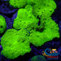Neon Glowstick Cabbage Leather Soft Coral (2) Softcoral