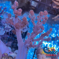 Pink Kenya Tree Soft Coral Softcoral