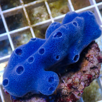 Sapphire Blue Sponge Colony (2-3”) - Corals Anonymous