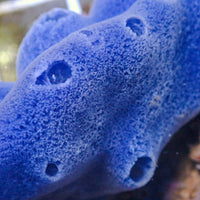 Sapphire Blue Sponge Colony (2-3”) - Corals Anonymous