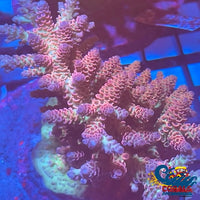 Pink Rainbow Acropora (1 Frag) Sps