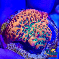 Tropic Thunder Montipora (1 Frag) Sps