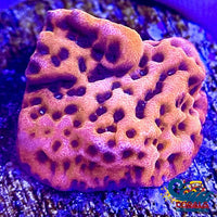 Tropic Thunder Montipora (1 Frag) Sps