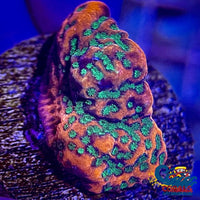 Tropic Thunder Montipora (1 Frag) Sps