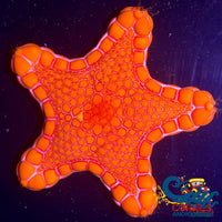 Aussie Biscuit Starfish Starfish