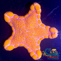 Aussie Biscuit Starfish Starfish