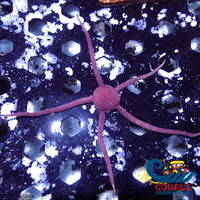 Fancy Red Serpent Brittle Starfish Starfish