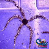 Hairy Brittle Starfish (Ophiomastix annulosa) - Corals Anonymous