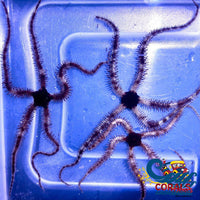 Hairy Brittle Starfish (Ophiomastix annulosa) - Corals Anonymous