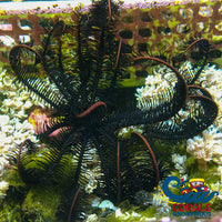 Large Black Featherstar Starfish (4-6’) Starfish