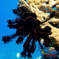 Large Black Featherstar Starfish (4-6’) Starfish