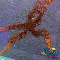 Red Serpent Sea Star (Brittle Starfish) Starfish