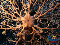 Basket Starfish Starfish