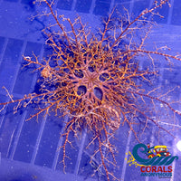 Basket Starfish Starfish