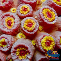Red Sun Coral (10+ Polyps) Suncoral