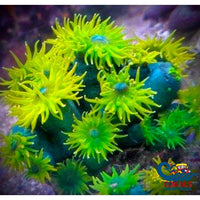 Blue Emerald Sun Coral Suncoral
