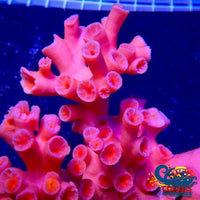 Dendrophyllia Branching Red Sun Coral (15+ Polyps) Suncoral