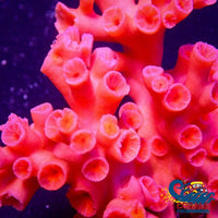 Dendrophyllia Branching Red Sun Coral (15+ Polyps) Suncoral
