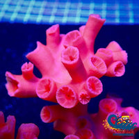 Dendrophyllia Branching Red Sun Coral (15+ Polyps) Suncoral