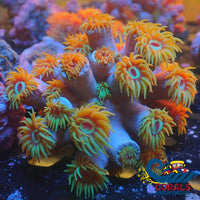 Yellow Sun Coral (5-10 Polyps) Suncoral