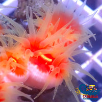 Dendro Lps Suncoral
