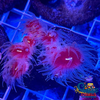 Dendro Lps Suncoral