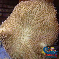 Yellow Leather Toadstool Toadstool