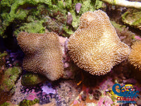 Yellow Leather Toadstool Toadstool