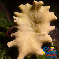 Yellow Leather Toadstool Toadstool