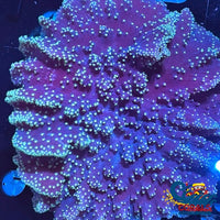 Neon Star Purple Leather Toadstool (3-5) Toadstool