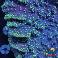 Neon Star Purple Leather Toadstool (3-5) Toadstool