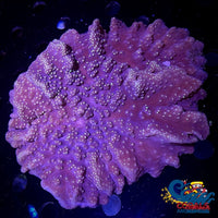 Neon Star Purple Leather Toadstool (3-5) Toadstool