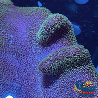 Purple Million Devils Hand Toadstool Leather Toadstool