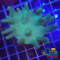 Toxic Green Million Devils Hand Toadstool Toadstool